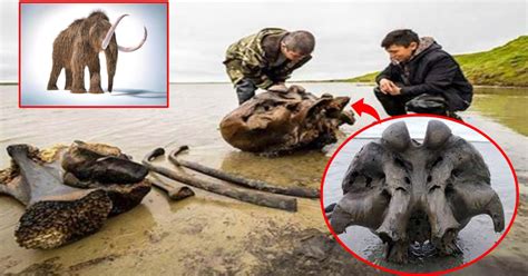 Amazing New Siberian Mammoth Remains May Lead To Cloning Breakthrough