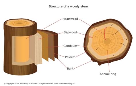 Structure Of A Woody Stem Stem Structure Tree Stem Stem