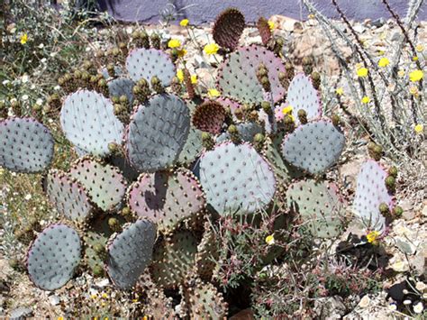 See more ideas about cactus, cactus types, cactus pictures. Opuntia santa-rita, Santa Rita prickly pear