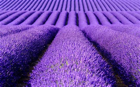 Download Wallpapers Lavender Field Purple Flowers Lavender Flower