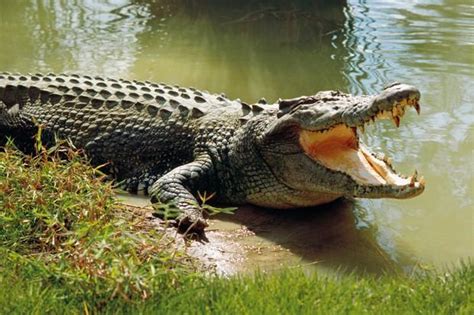 Crocodile Life Cycle Facts Crocodile