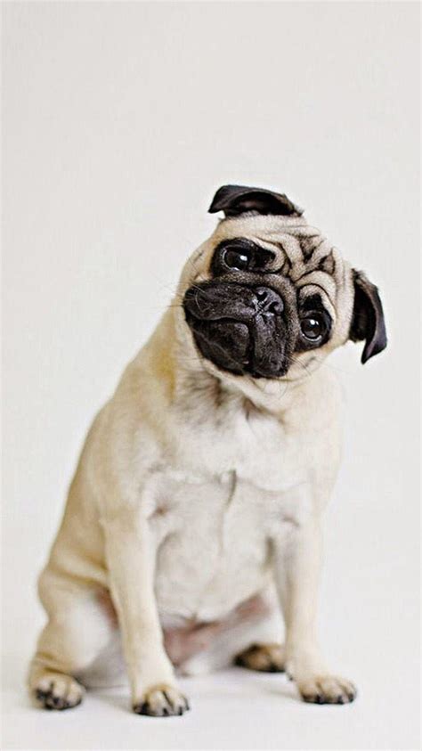 Funny Pugs Wallpapers Wallpaper Cave