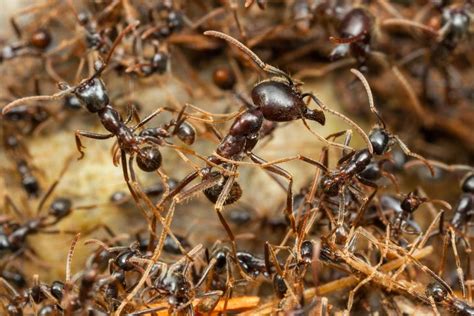 How A Lone Researcher Faced Down Millions Of Army Ants On The March In