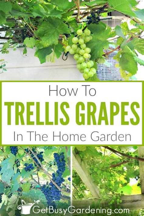 How To Trellis Grapes At Home Easy Grapevine Vertical Growing Guide