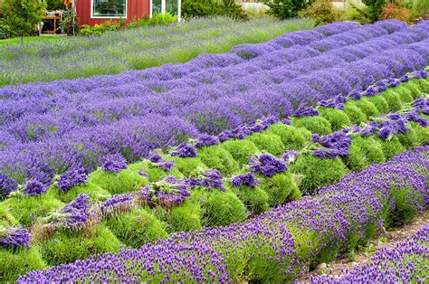 11 Us Lavender Farms You Can Visit