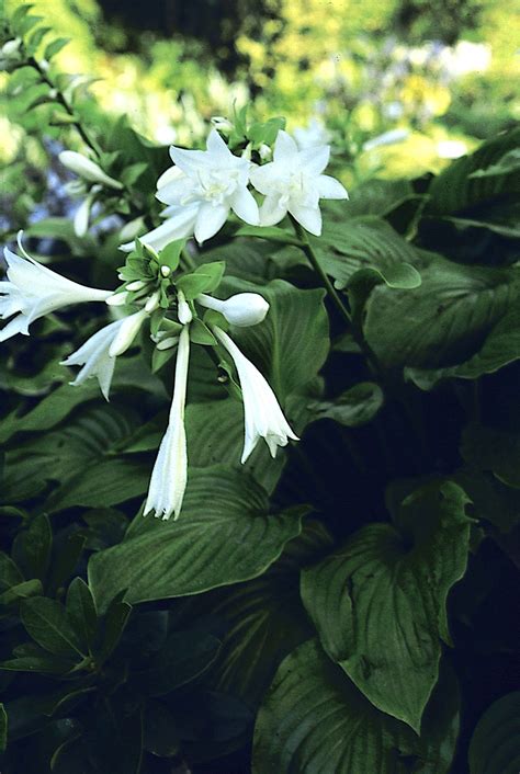 Aphrodite This Hosta Is Named After The Greek Goddess Of Love And