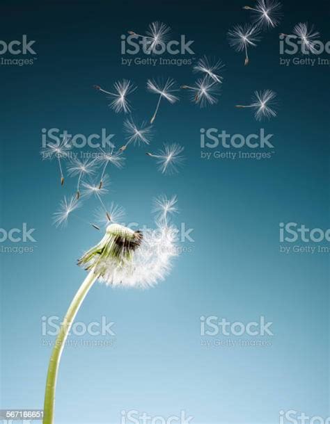 Dandelion Seeds Blowing On Blue Background Stock Photo Download Image