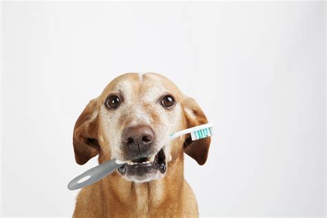 The Importance Of Pet Dental Health Circle B Veterinary Hospital