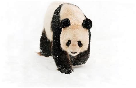 Giant Panda No Longer Endangered But Iconic Species Still