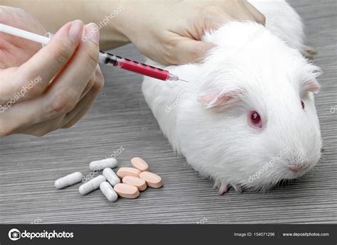 Testing drugs and vaccine on a mouse, Laboratory animals, Animal