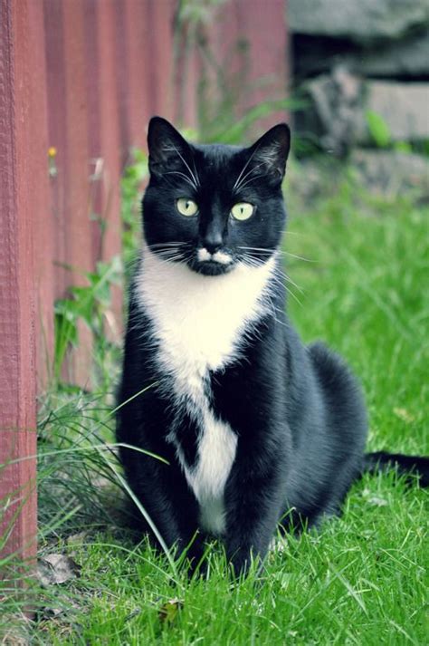 48 Best Tuxedo Cats Images On Pinterest