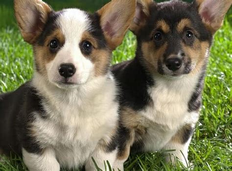 150 Exotic Dog Names And Their Meanings Petpress