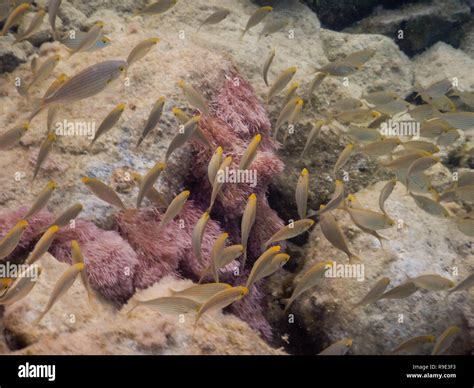 A Group Of Fish Swim In The Ligurian Sea Stock Photo Alamy