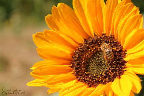 Bees Like Sunflowers Planting Flowers Yellow Sunflower Sunflower