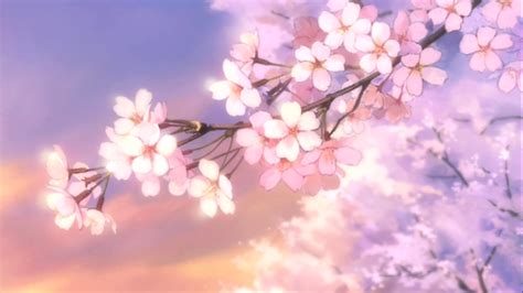 Flor Anime Cherry Blossom Cherry Blossom Wallpaper Anime Scenery