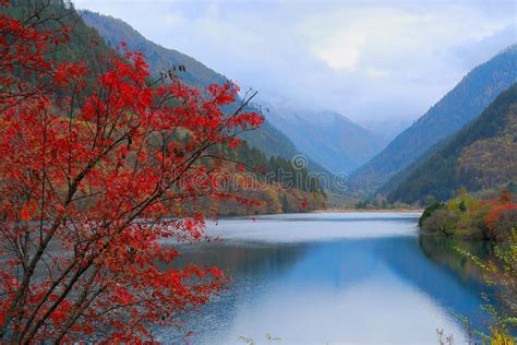 Autumn Tree And Lake In Jiuzhaigou Stock Image Image Of Environment