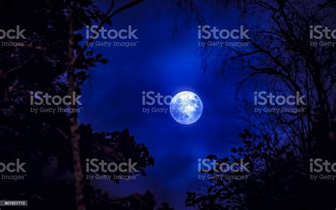 Full Moon And Tree Silhouette Photo From Sotkamo Finland Stock Photo