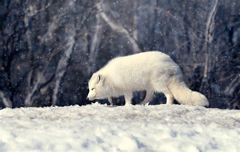 100 Arctic Fox Wallpapers