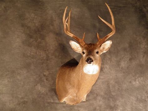 Whitetail Deer Shoulder Mount 11 Whitetail Deer Shoulder M Flickr