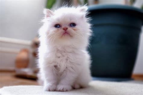 Ill Be Good White Fluffy Kittens Fluffy Kittens Persian Kittens