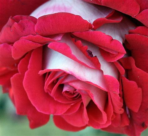 Plantfiles Pictures Hybrid Tea Rose Osiria Rosa By Califsue