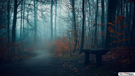 Dark Forest Zoom Background Download Beautiful Curated Free Zoom