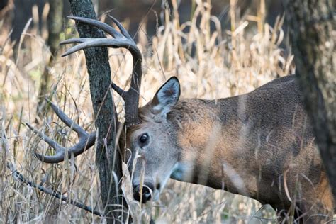 Buck Rubs What They Mean And Why Deer Make Them Outdoor Enthusiast