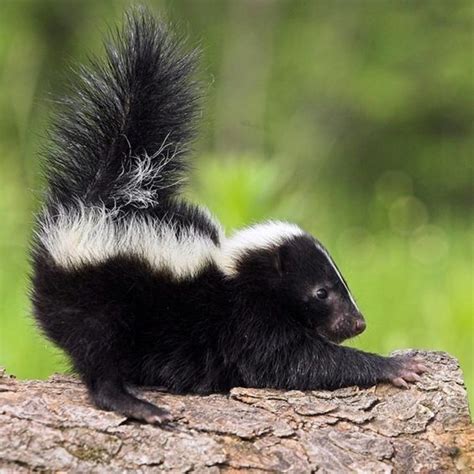 12 Baby Skunks That Are Just Too Stinkin Cute Baby Skunks Skunk