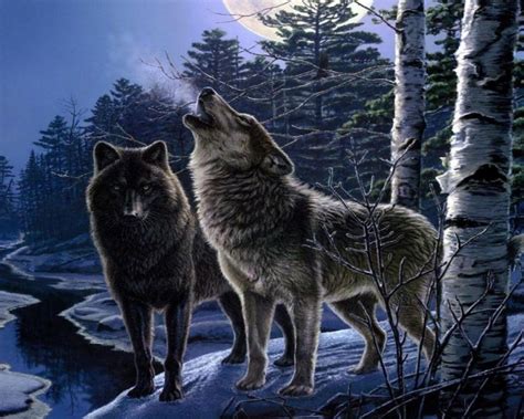 Free Wolf Screensavers Posted By John Anderson