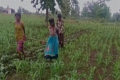 Poor Financial Condition Forces Farmer To Use Daughters Instead Of Oxen