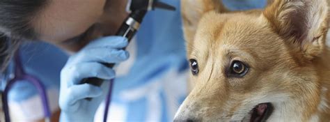 Otitis en perros Tratamiento y síntomas canalHOGAR