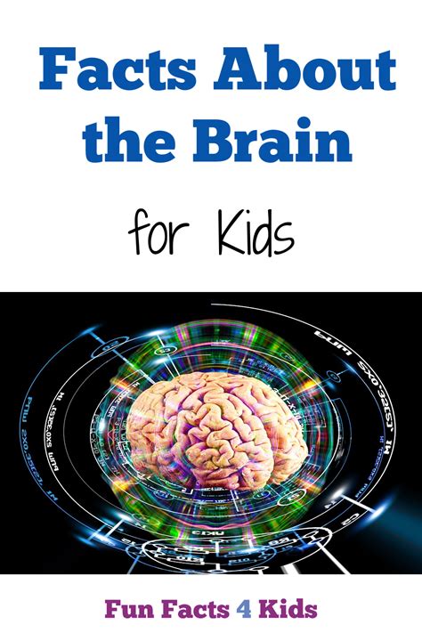 Facts About The Brain For Kids Fun Facts 4 Kids