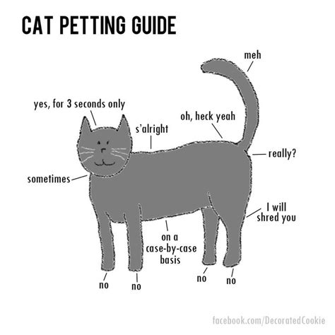 Cat Petting Guide Meme Cat Humor Cat Memes Pets Funny Cats