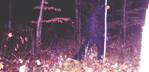 Bigfoot Or Trail Cam Prank Video Caught North Of Remer Garners