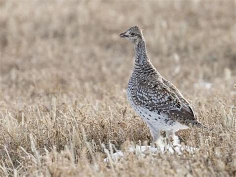 Funding Available To Improve Sharp Tailed Grouse Habitat Grant County