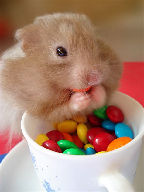 Hamster Comiendo Lacasitos Imagenes De Animales Graciosos Videos Y