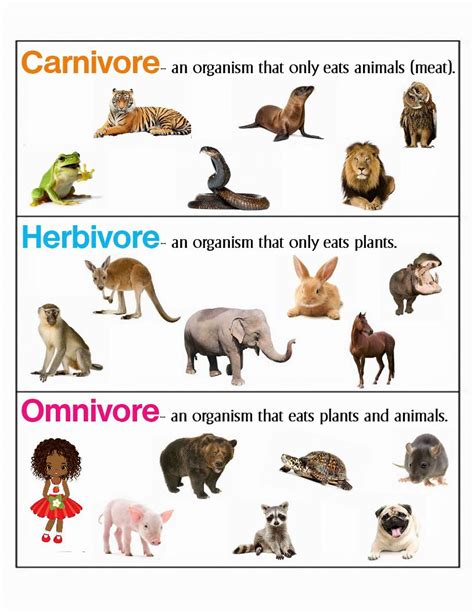 What Animals Are Omnivores 2024
