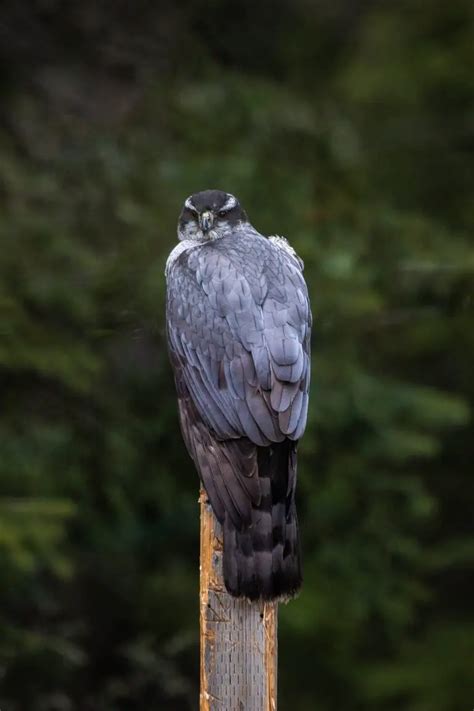 Hawks Of Oregon 8 Species With Pictures Wild Bird World
