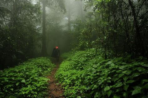 Agumbe A Tropical Rain Forest In The Heart Of South India Travel Blog