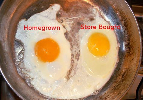 Savvy Housekeeping » Homegrown VS Store Bought Egg