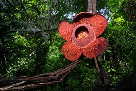 580 Rafflesia Foto Stok Potret And Gambar Bebas Royalti Istock