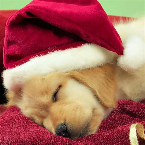 Free Download Free Download Christmas Pets Ipad Wallpapers Christmas