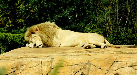 Lion Resting In The Sun By Schuger