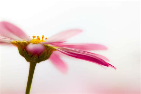 Hd Wallpaper Shallow Focus Photography Of Pink Flower Marguerite