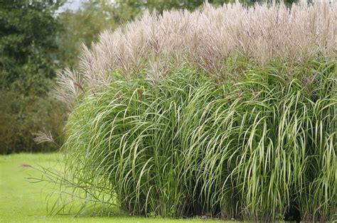 Elegant Ornamental Grasses To Grow In Any Garden Ornamental Grasses