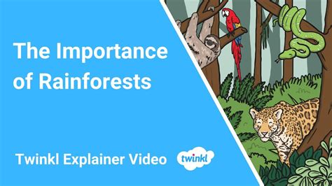 The Importance Of Rainforests Youtube