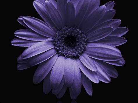 Desktop Wallpaper Portrait Blue Gerbera Flower Hd Image Picture