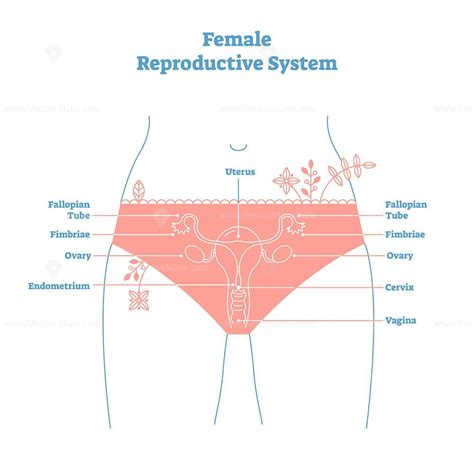 Artistic Style Female Reproductive System Vector Illustration Vectormine