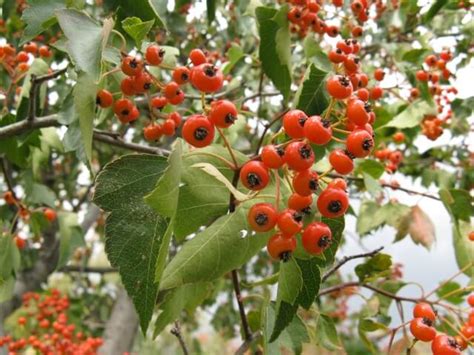 Hawthorn An Ornamental Tree With Edible Fruit Eat The Planet