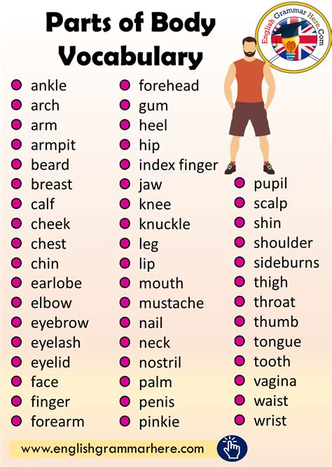 Parts Of Body Vocabulary English Grammar Here